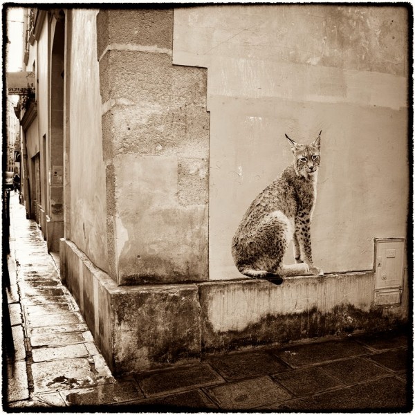 Urban Safari in the streets of Paris by Sophie Photographe 8