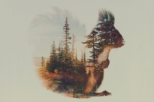 Double Exposure Animal Portraits by Andreas Lie 2