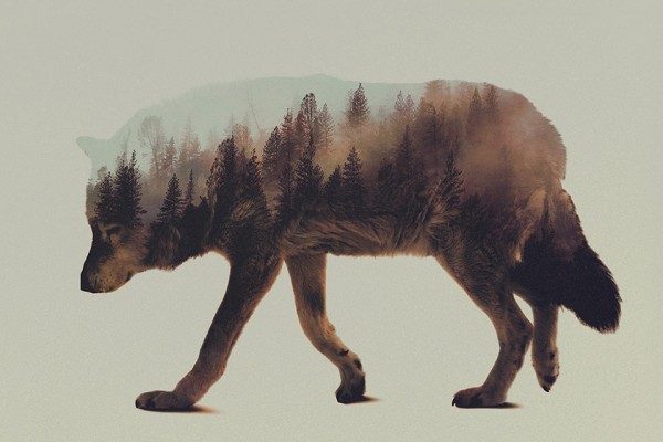 Double Exposure Animal Portraits by Andreas Lie 5