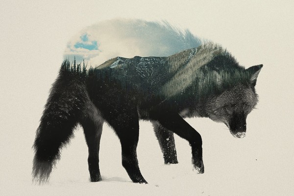 Double Exposure Animal Portraits by Andreas Lie 6