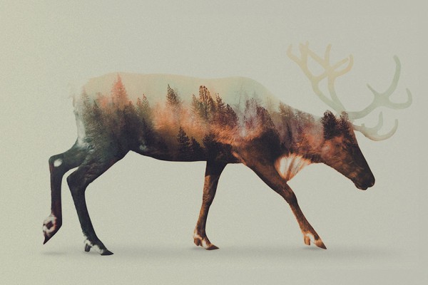 Double Exposure Animal Portraits by Andreas Lie 7