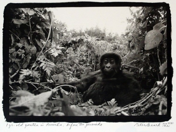 Peter Beard: Wild at Heart - Design Father